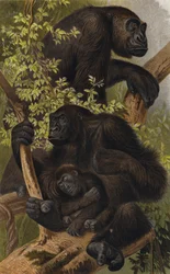 Gorilla